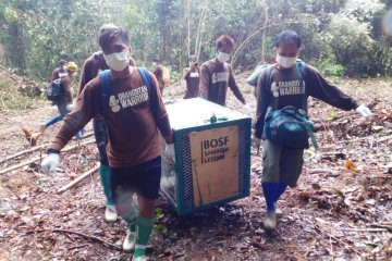 BOSF lakukan pelepasliaran 10 orangutan ke hutan di masa pandemi