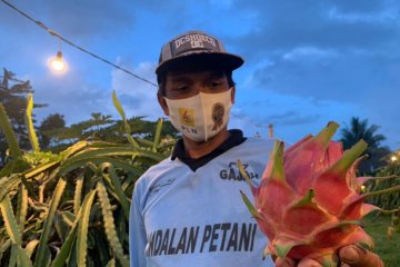 Petani buah naga di Lombok gunakan penyinaran listrik perbanyak hasil