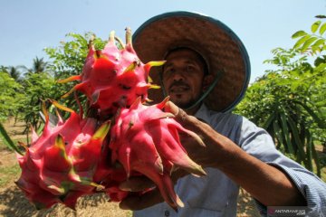 Harga buah naga naik