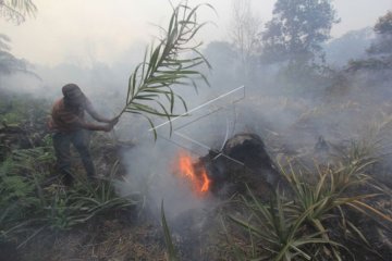 Kebakaran Lahan Gambut
