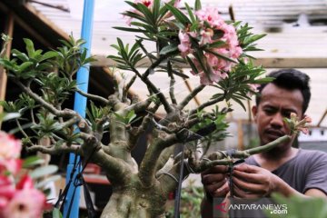 Penjuakan Bonsai Adenium