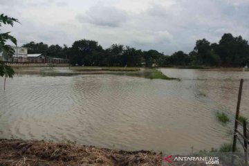 19.433 hektare sawah di Kabupaten Bekasi terendam banjir