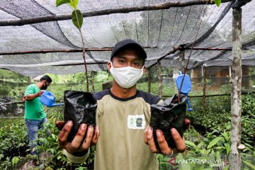 Sejuta pohon dicanangkan Borneo Nature Foundation di Hutan Sebangau