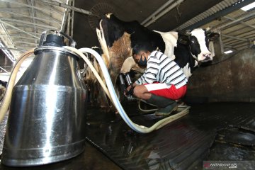 Kementan gandeng swasta-universitas dongkrak produksi susu sapi