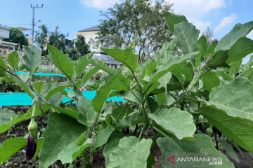 Urban Farming, jawaban keterbatasan pangan perkotaan di saat pandemi