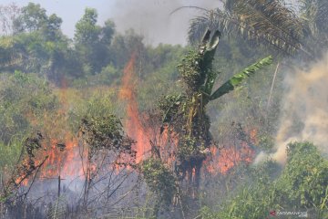91 titik api ditemukan di enam kabupaten/ kota di Riau pada Sabtu