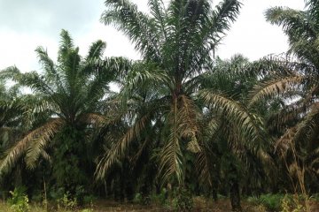 Harga tandan buah sawit di Mesuji Rp1.930 per kg