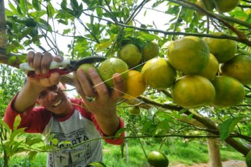 Terkendala Pengolahan Pasca Panen