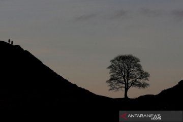 Pesona Sycamore Gap saat sunset di Inggris