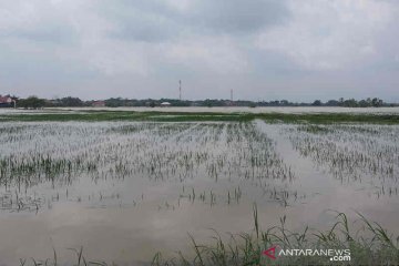 Terkena banjir, 3.074 hektare tanaman padi di Cirebon gagal tanam