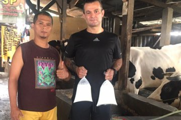 Beternak sapi  di Jakarta bukanlah impian