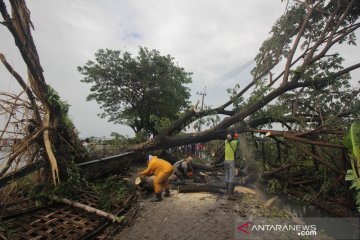 Hujan deras dan angin kencang di Surabaya, sejumlah pohon tumbang