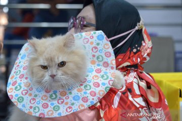 Kontes kucing di Banda Aceh