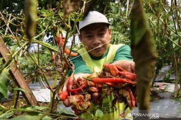 Hama serang Cabai Petani di Madiun