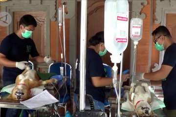 Upaya Denpasar tekan angka kasus rabies