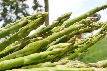 Asparagus Temanggung dilirik pasar Singapura