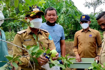 Budi daya jambu kristal di lahan tidur