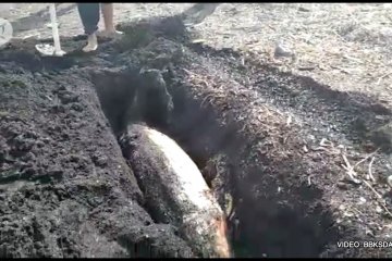 Duyung ditemukan mati di Pantai Dumai