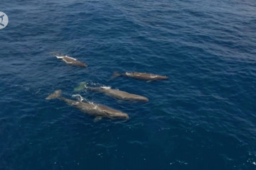 Kecerdasan buatan bantu identifikasi paus sperma dari ekornya