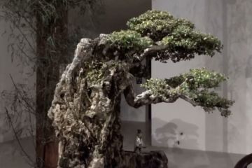 Kenali lebih dalam seni tanaman bonsai