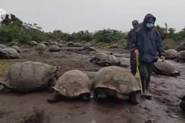 Melihat kawanan kura-kura raksasa di Kepulauan Galapagos, Ekuador
