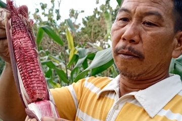 Petani Cilegon pulihkan ekonomi lewat jagung pulut