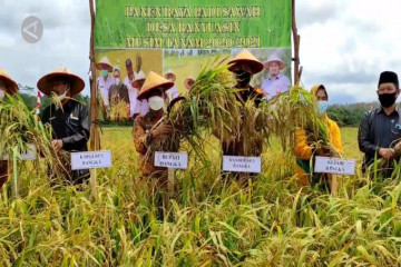 Panen raya padi sawah,  Pemkab Bangka menuju swasembada pangan 