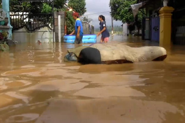 Curah hujan tinggi, Kabupaten Lumajang dikepung banjir