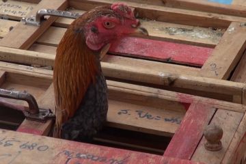 Bea Cukai Aceh musnahkan 89 ekor ayam ilegal senilai Rp 2 Miliar