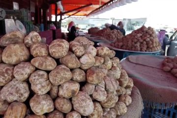 Jamur truffle mulai banjiri pasar-pasar Kuwait