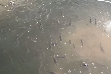 Pembudidaya ikan lele di Cilegon raup untung dengan sistem bioflok