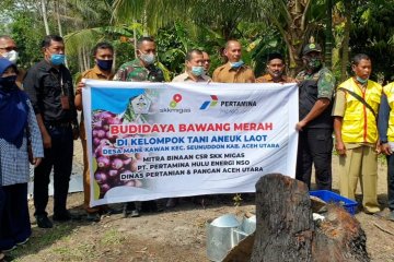 Aceh Utara dorong pengembangan budi daya bawang merah di pesisir