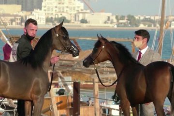 Adu cantik kuda Arab berhadiah jutaan Dolar