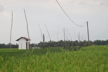 Listrik Masuk Sawah dorong produktivitas pertanian Sumsel