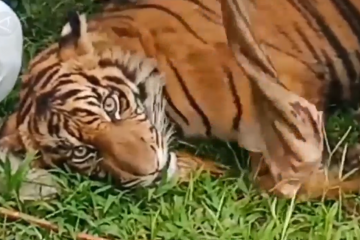 Sempat terjerat, harimau dilepasliarkan di hutan Gunung Leuser