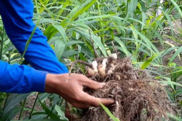 Kekompakan jadikan Dusun Tato sentra penghasil jahe merah di Lombok