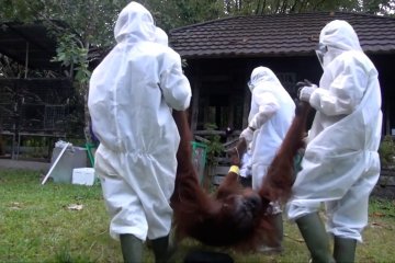 Pelepasliaran orangutan pertama di Kalteng selama pandemi