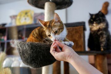 Kafe kucing di Dubai untuk lepas stres, juga tempat adopsi anak bulu