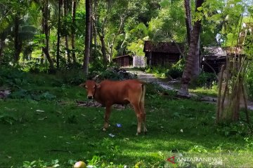 Lampung mulai kembangkan sapi krui jadi komoditas unggul