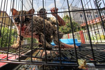 Pelepasliaran kucing hutan