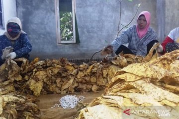 Mengenal Tembakau Senang khas Pulau Lombok