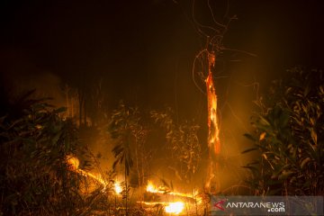 Kebakaran hutan dan lahan di Pekanbaru