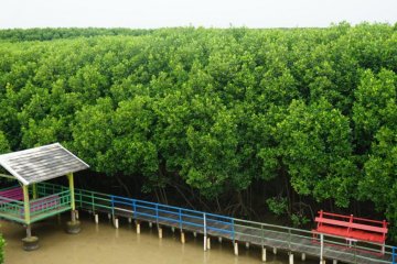 Kemenko Marves Kembangkan Mangrove Center of Excellence di Brebes