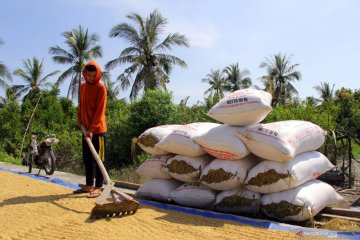Produksi beras nasional surplus