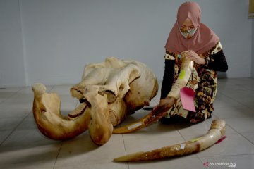 Barang bukti perburuan gajah sumatera