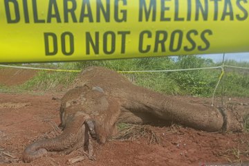 Gajah sumatera mati di Aceh Jaya