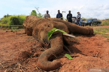 Proses nekropsi gajah mati di Aceh Jaya