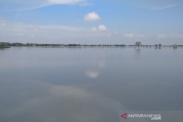 Puluhan hektare sawah di Kabupaten Kudus masih tergenang banjir