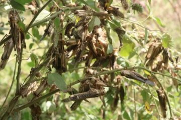 Diserang belalang, petani Sumba Tengah terancam gagal panen jagung