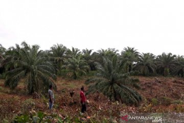 1.400 hektare lahan belum dicetak jadi sawah